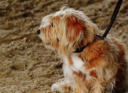 cute fluffy dog on the leash