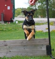Jumping puppy