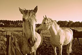 horses in the meadow in monochrome image