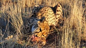 cheetah with its prey in the national park in Namibia