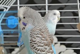 blue budgies in a cage