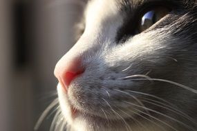cat mustache on face close up