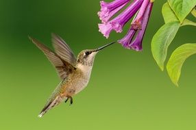 hummingbird flies near a pink flower