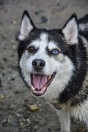 Beautiful black and white Husky Happy Pet