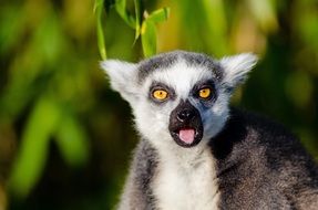 portrait of a ring tailed lemur