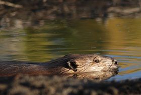 beaver in the water in the wild close up