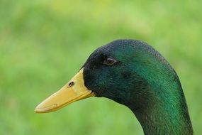 green Drake head with yellow Beak