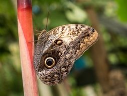 butterfly with eyespots in the Mariposario de Benalmadena-Butterfly Park