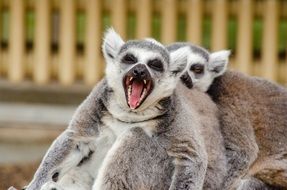 ring tailed lemurs at the zoo