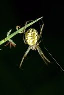 the spider weaves a web at night