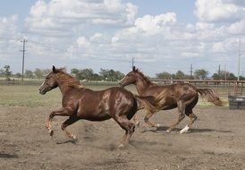black shiny horses gallop
