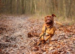 Dogue de Bordeaux in a forest in autumn