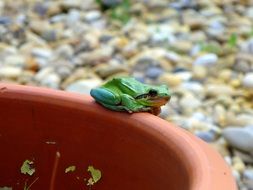 Green frog in garden