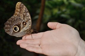 brown morpho peleides butterfly on hand close-up on blurred background