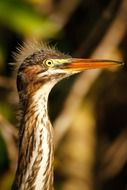 photo of a bird with a long neck