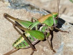 Macro photo of a green grasshopper