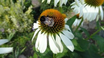 a fly on a big flower