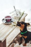 Sweet Puppy on a bed near the drinks