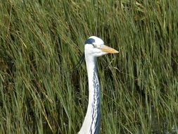 heron in the nature of south africa