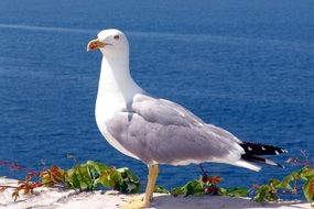 mysterious Seagull on the background of the sea