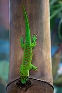 green gecko on a tree trunk
