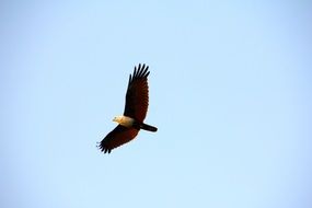 big eagle is flying in the sky