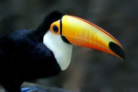 bird toucan close-up on blurred background