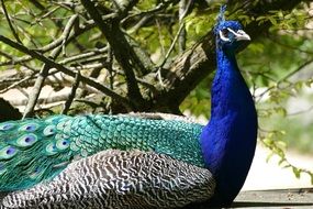 Male Peacock bird