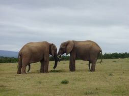 Friendship of the two elephants