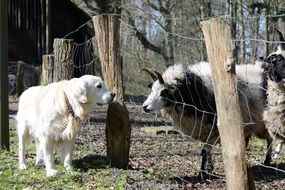 Golden Retriever Dogs and sheep