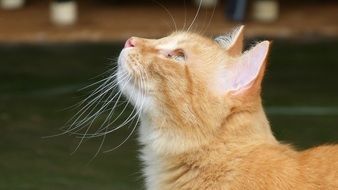 Fluffy orange Cat