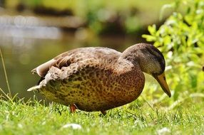 picture of a duck in summer