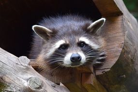 raccoon in wildlife park close-up