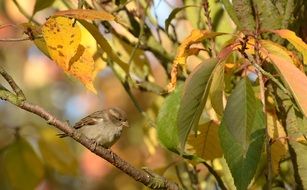 Sparrow on branch tree autumn view