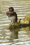Bird on the stone among the water