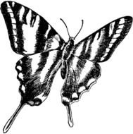 painted black and white zebra butterfly