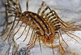 Centipede Insect