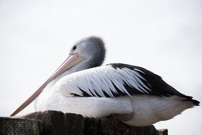 Pelican bird sitting