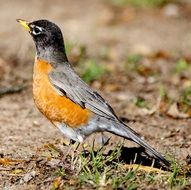 bird with a yellow abdomen under the bright sun
