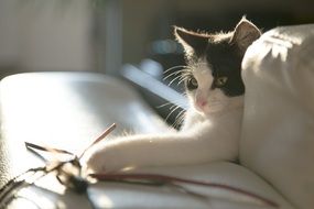 cute lovely Black and White Kitty