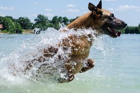 Malinois, happy Dog Jumping from Water