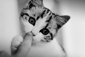 portrait of a kitten in black and white image