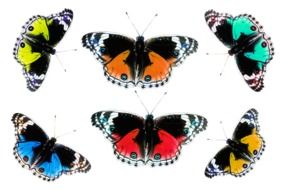 colorful butterflies drawing