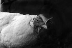 white chicken in black and white