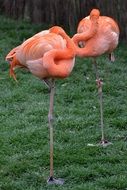 two pink flamingos on green grass