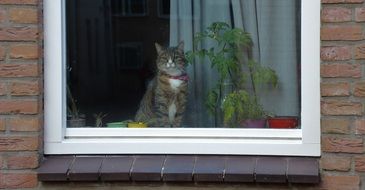 Beautiful and cute domestic red cat on the white windowsill