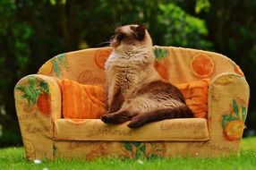 lazy cat on the sofa