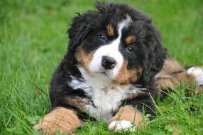 cuddly puppy of bernese mountain dog