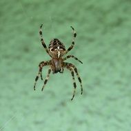 spotted spider in the air close up