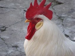Cock Animal